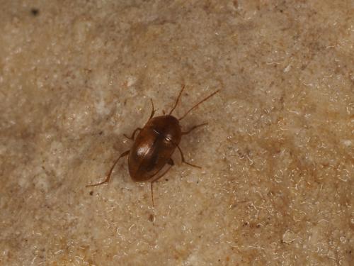 Réf. 266 569 : Speonomus curvipes